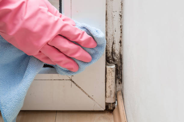 Best Mold Testing  in Crestline, OH